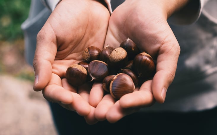 Alles, was die Natur hergibt: Dieser Herbst wird lecker!